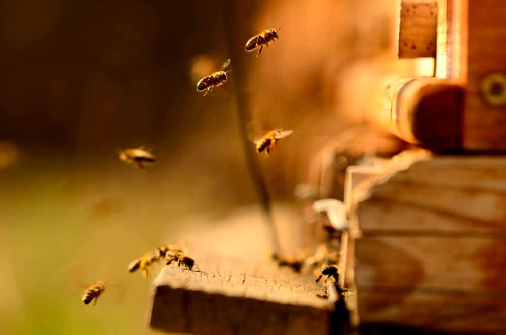 is Is Honey Sustainable?