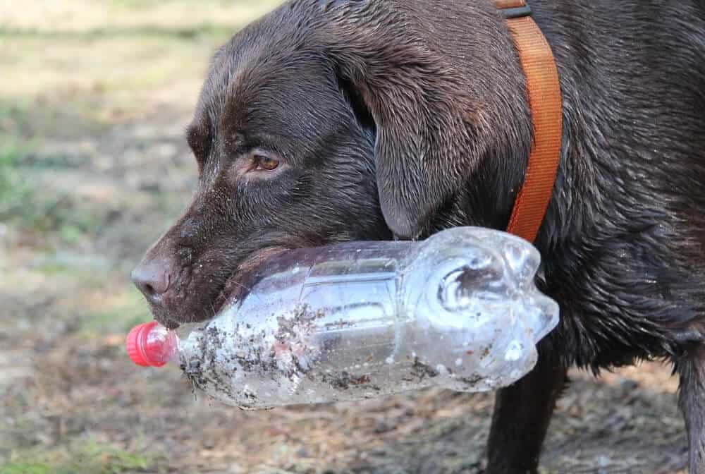 How To Go Zero Waste With A Dog