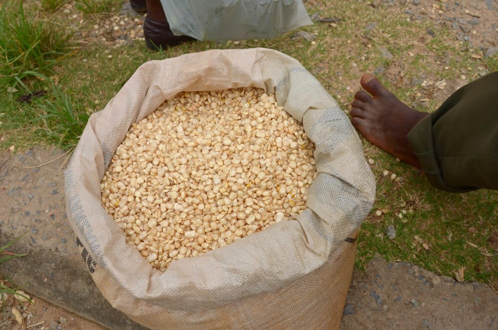 How to Make Biodegradable Corn Plastic