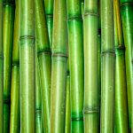 Is Bamboo Plastic Biodegradable? 