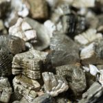 Is Vermiculite Biodegradable?