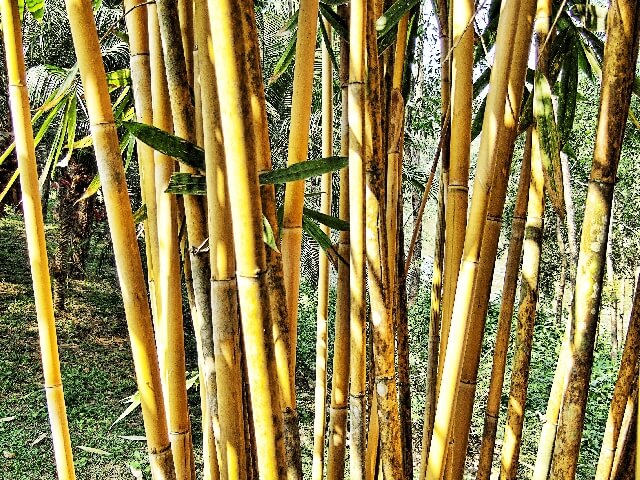 Bamboo Eco Friendly wood