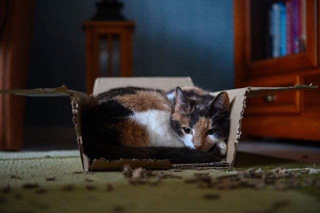 Are Fresh Step Cat Litter Boxes Recyclable?